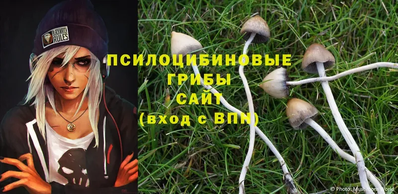 Галлюциногенные грибы Psilocybe  Жуковский 